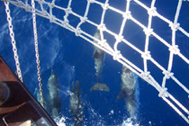 in compagnia dei delfini